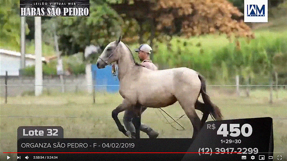 ao vivo_leilao